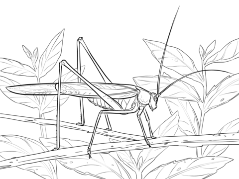 Katydid Cricket Coloring Page